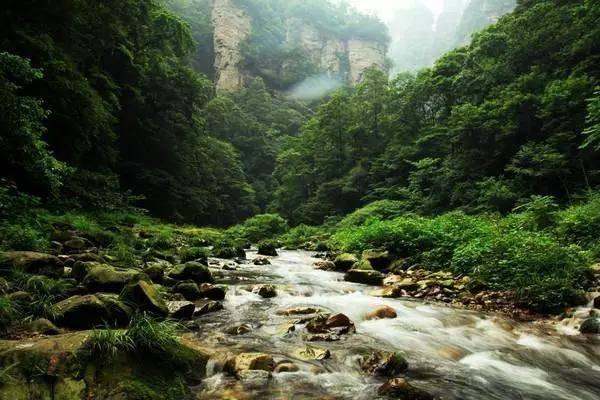 雨后盛放